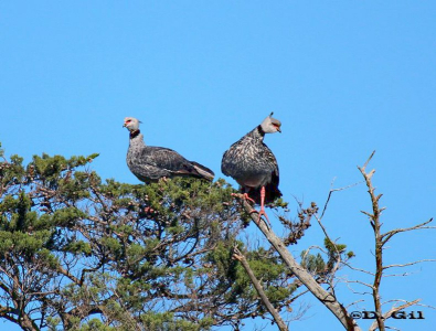 CHAJÁ (Chauna torquata) - Cerro Colorado - FLORIDA (Julio 2010)